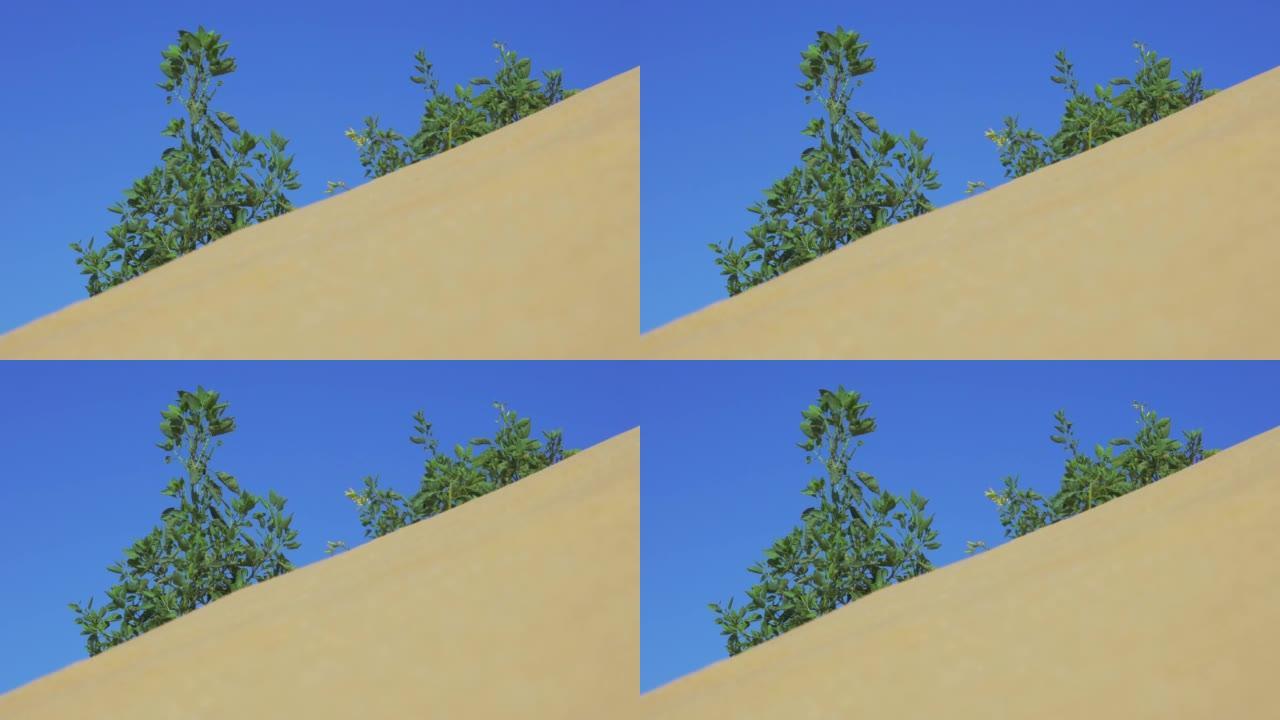 一棵孤零零的绿树在沙漠里