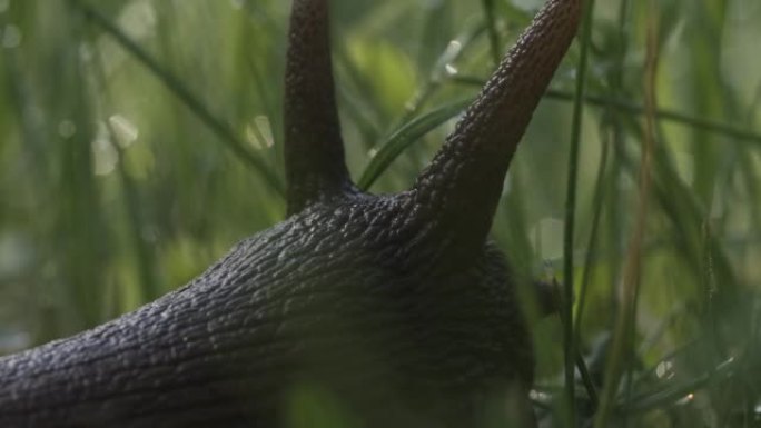 可爱的大美丽蜗牛的特写镜头，触角移动。创意。令人惊叹的可爱的鼻涕虫在模糊的绿草背景与水滴。