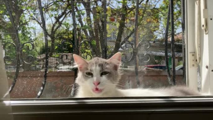 窗前可爱的灰色和白色流浪小猫想进入屋子喵喵叫