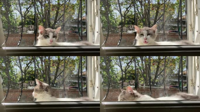 窗前可爱的灰色和白色流浪小猫想进入屋子喵喵叫