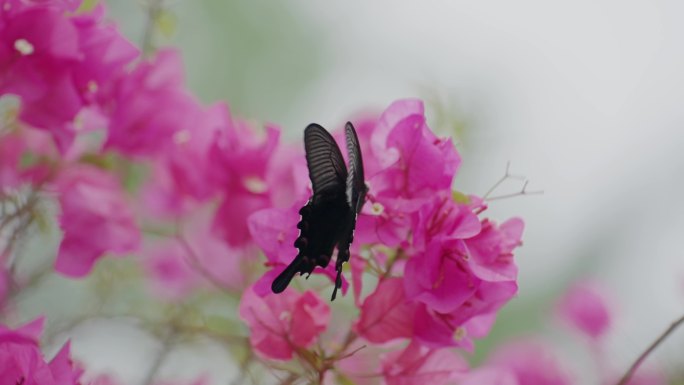 黑蝴蝶在红花上飞舞