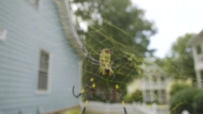 穿过黄色蜘蛛网推向Jaro蜘蛛喷丝头