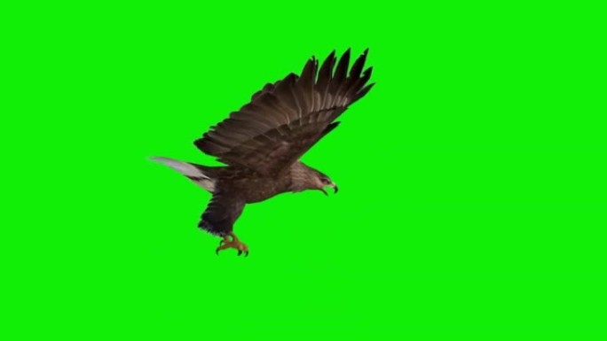 鹰在绿色屏幕上飞翔