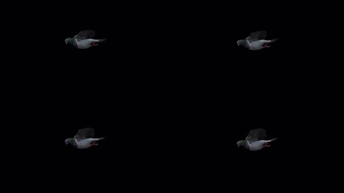 透明 (阿尔法) 背景的鸽子滑行动画