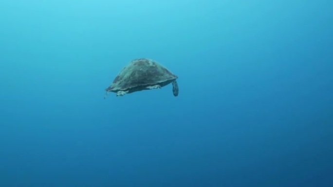 海龟 (玳瑁) 水下上升到海面。