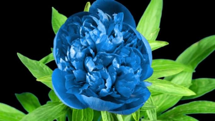 美丽的蓝色牡丹花在时光流逝中绽放在黑色背景上。温柔的花朵在时间流逝中移动