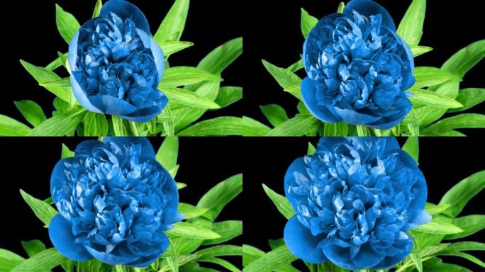 美丽的蓝色牡丹花在时光流逝中绽放在黑色背景上。温柔的花朵在时间流逝中移动