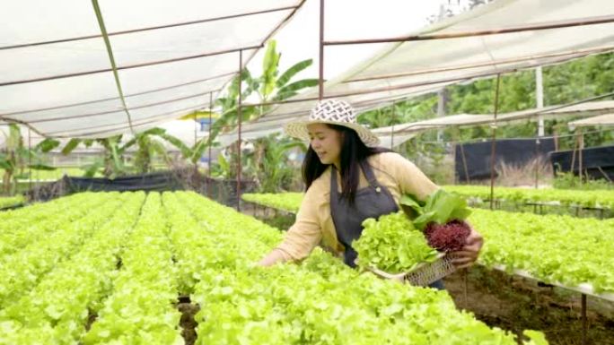 4K 50fps，一位拥有水培菜园的亚洲女性，绿叶蔬菜可以免受农药的危害，菜园老板将种植在水中的蔬菜