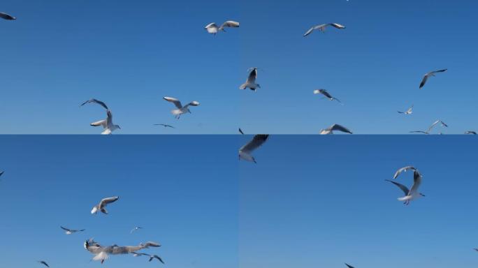 海鸥在天空中飞行很多。