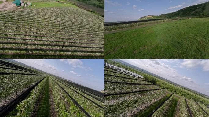 FPV运动无人机动态拍摄农业村基础设施苹果树种植园行