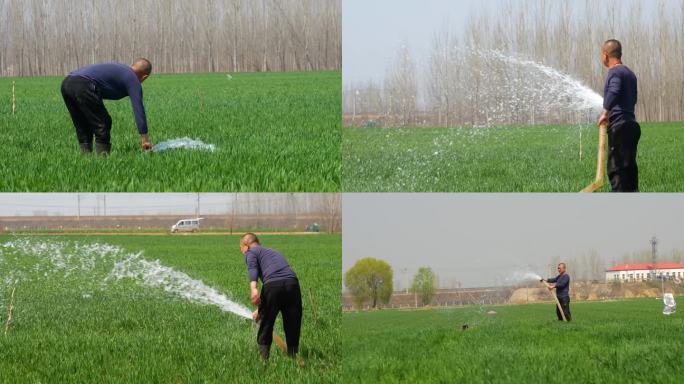 灌溉小麦，浇地，浇水