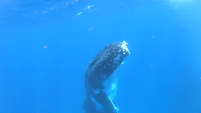 太平洋水下的座头鲸。