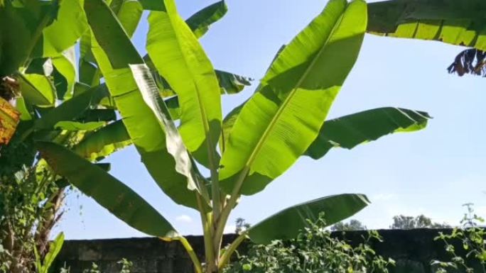 一棵香蕉树在风中吹动的镜头