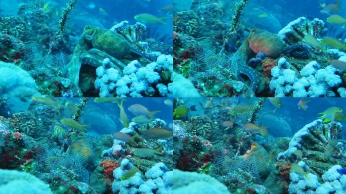 印度尼西亚巴厘岛附近珊瑚礁上的章鱼。