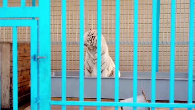 动物园笼子里的白虎
