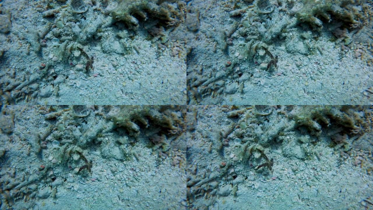 埃及红海中一颗多孔海星 (Linckia multifora) 的4k视频片段。及时，它丢失的武器将