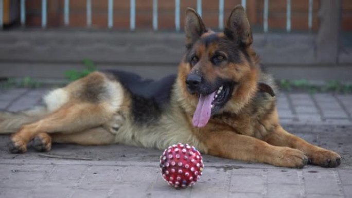 美丽的德国牧羊犬户外