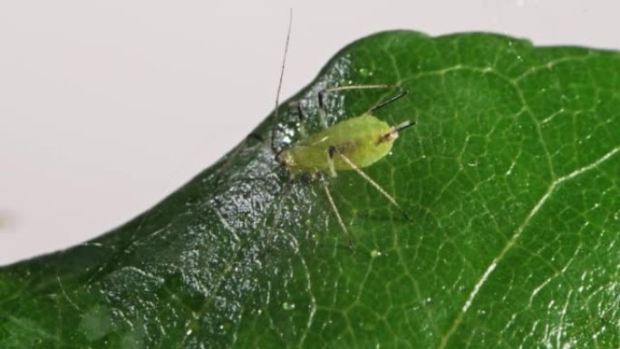 绿叶上的蚜虫