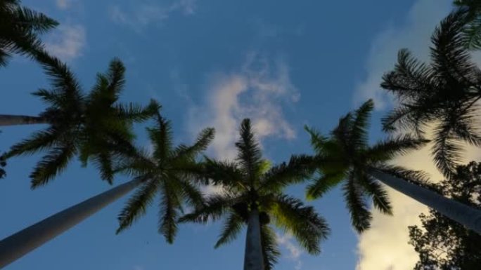 高大的棕榈树和牙买加的夜空。