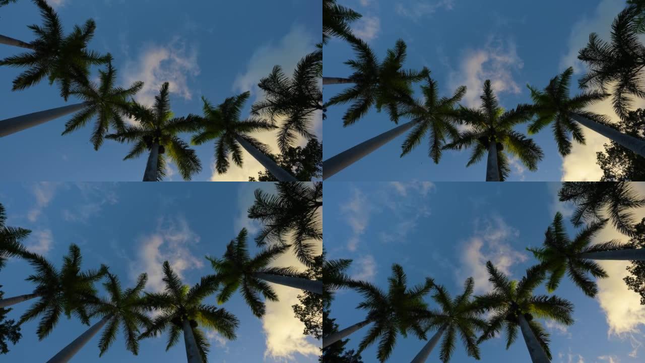 高大的棕榈树和牙买加的夜空。