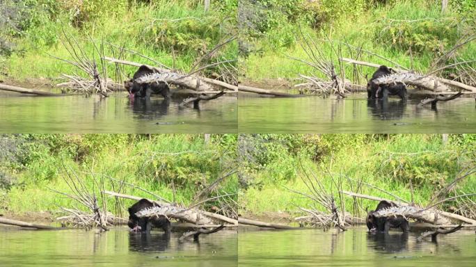 一只妈妈灰熊 (Ursus arctos horribilis) 和她的小灰熊幼崽在Atnarko河