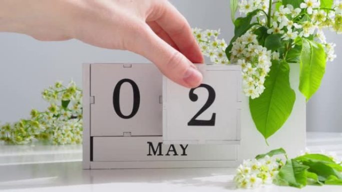 春季5月2日女人的手翻过一个立方历法。樱花盛开的桌子上的白色万年历。在一个月内更改日期。假日日。日历