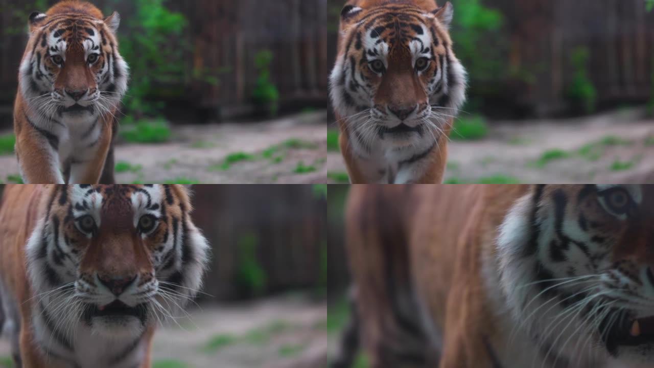 老虎在散步。一只美丽老虎的肖像。大猫特写。老虎看着你。一只大猫的肖像。慢动作120 fps，ProR