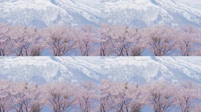 樱花，樱花樱花雪山下的樱花