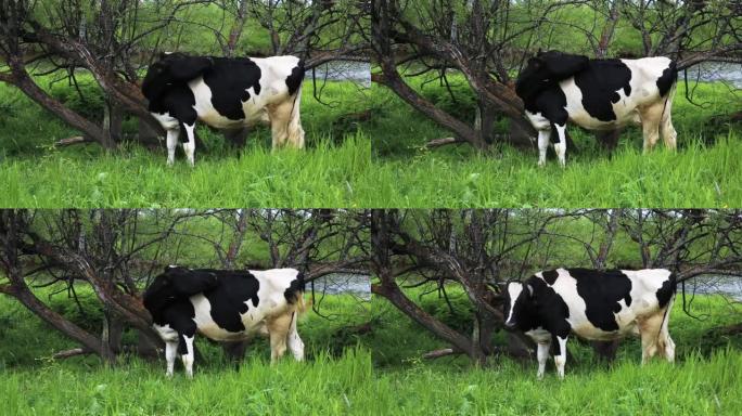 牛站着舔它的背