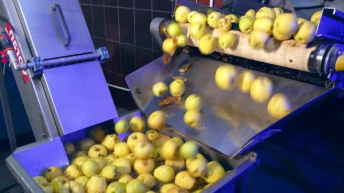 传送带将脏苹果移入装有水的水箱中进行清洁。准备成熟的水果在食品厂加工。