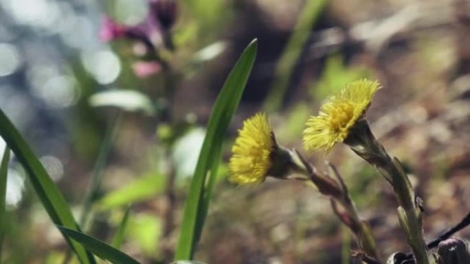 初春森林的河岸上有黄色的马蹄花。野花Tussilago farfara也称为tash植物，咳嗽草，小