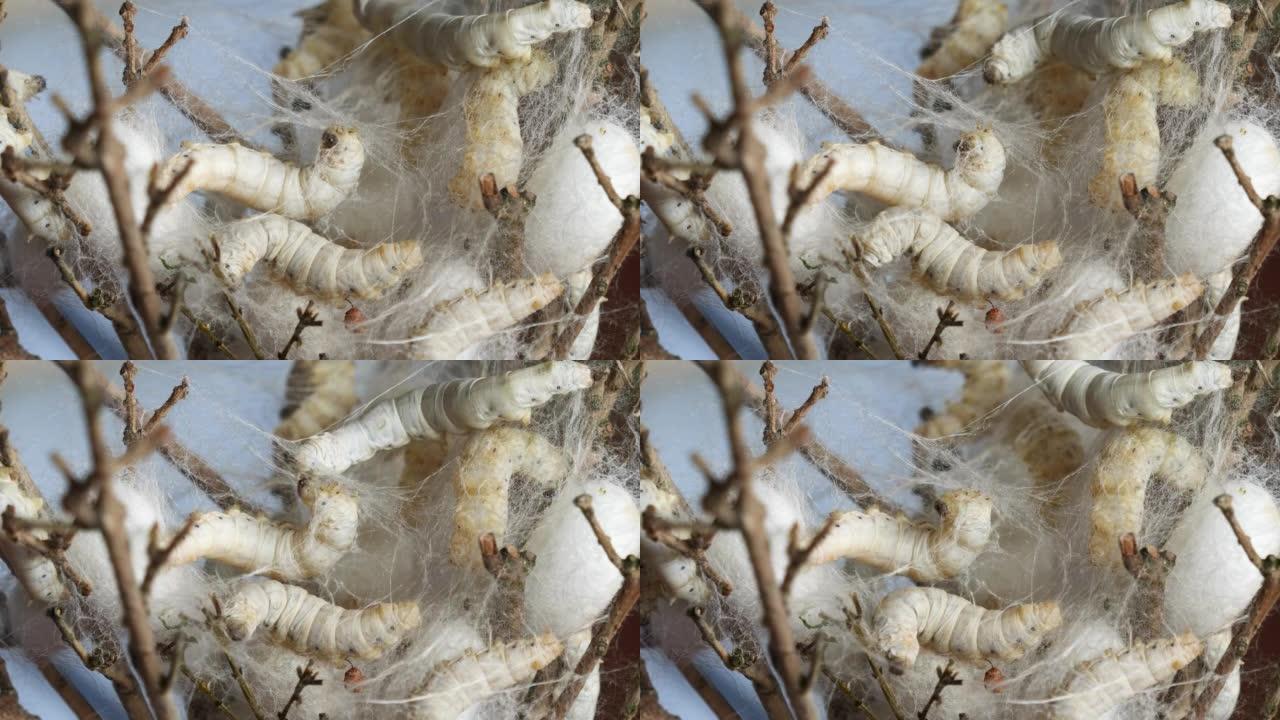 在树枝上关闭成熟的蚕茧，重点放在具有自然光，4k实时镜头，中国农业和动物概念的丝绸上。