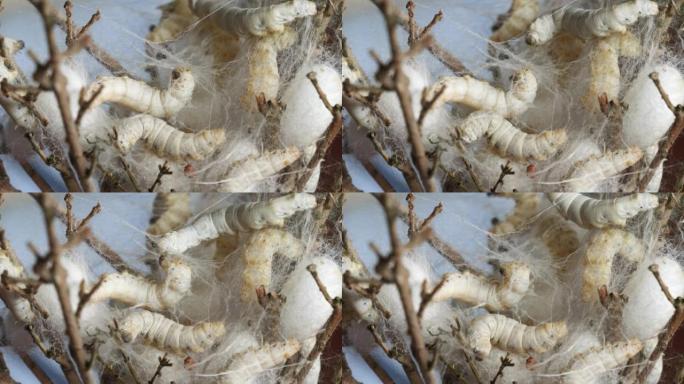 在树枝上关闭成熟的蚕茧，重点放在具有自然光，4k实时镜头，中国农业和动物概念的丝绸上。
