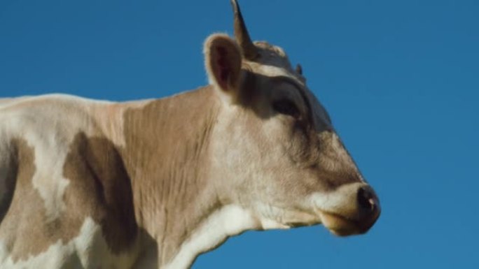 奶牛农场蓝色背景上的奶牛头。牛看着相机，特写