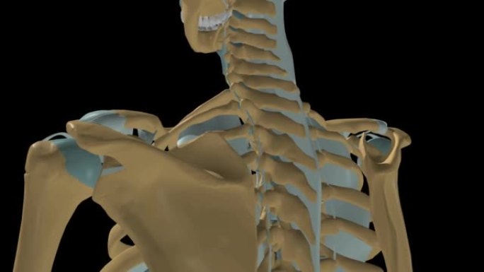 人体骨骼肩关节韧带解剖3D