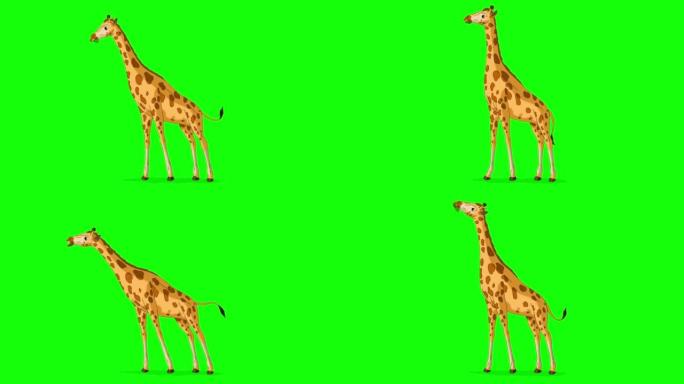 大长颈鹿吃树上的叶子色度键完整镜头