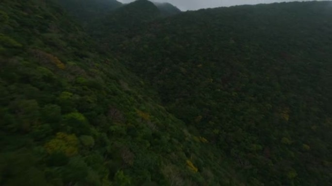 日本山上雾林的鸟瞰图