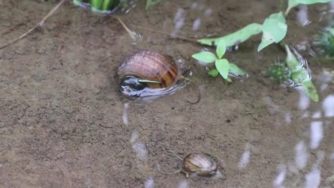 两种稻田蜗牛在水稻植物下的水中