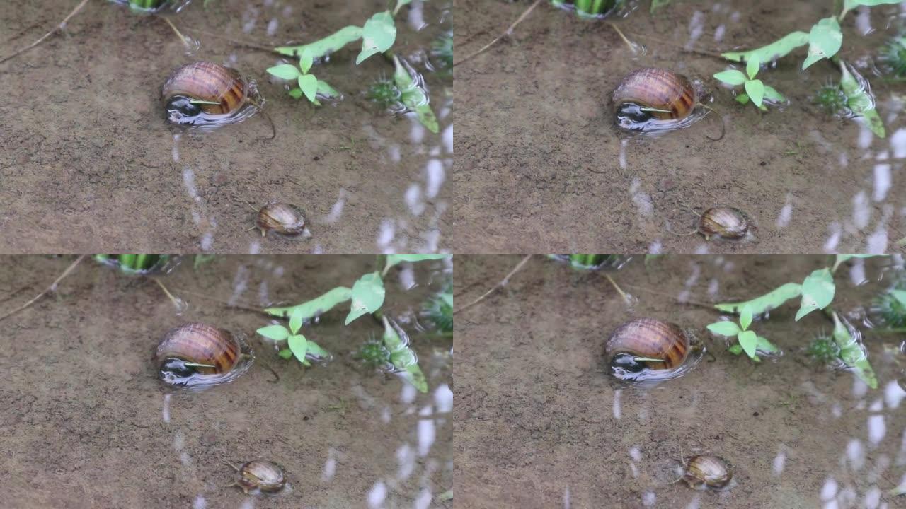 两种稻田蜗牛在水稻植物下的水中