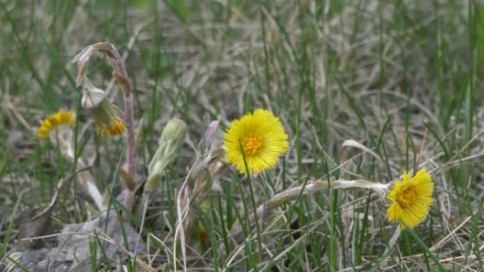 田野里，一朵黄花随风摇曳，母亲和继母。