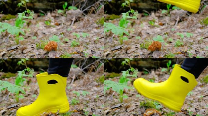 春天森林里的Gyromitra gigas。这个女孩用黄色的靴子压碎了草丛中生长的蘑菇。第一批野生植