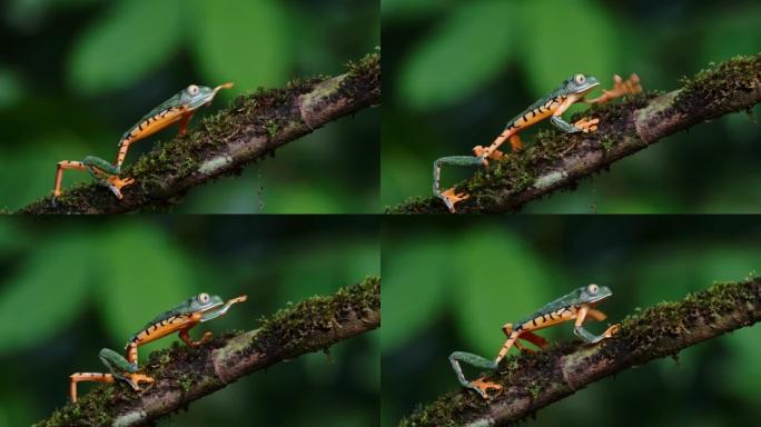 树蛙，哥斯达黎加雨林中的野生动物和动物，虎腿猴树蛙 (北橙腿叶蛙，pitecopus hypocho