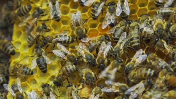蜂巢内的蜜蜂在梳子上制造蜂蜜
