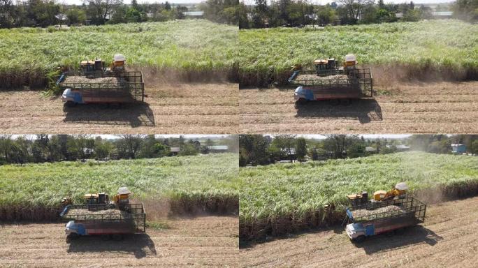 联合收割机在田间切割甘蔗