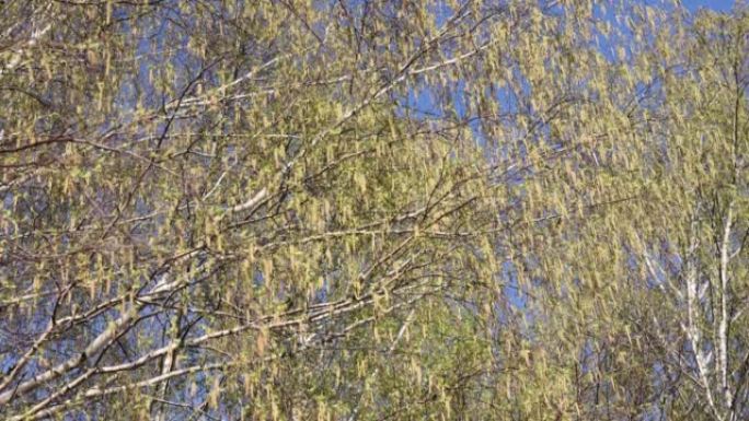 春天的大自然有一棵桦树，它的树枝从风中摇曳