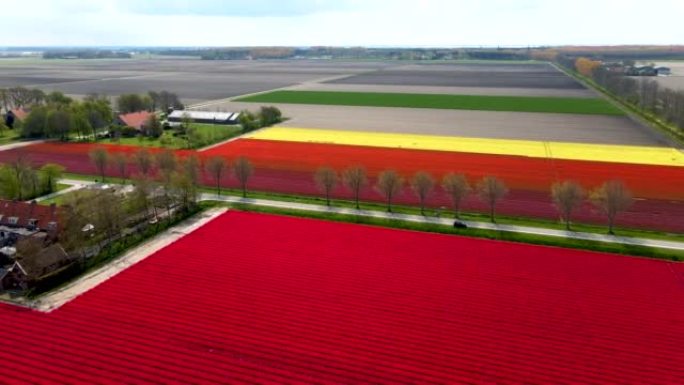 春天荷兰美丽的郁金香田，郁金香田的无人机鸟瞰图，美丽的彩色郁金香的无人机照片，美丽的对比色。