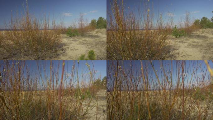 春天沙滩上的柳树丛