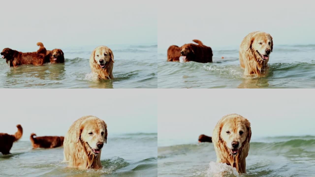 慢动作狗散步和游泳在沙滩上玩水浪快乐，周末快乐享受日落，金狗趣味活动理念。
