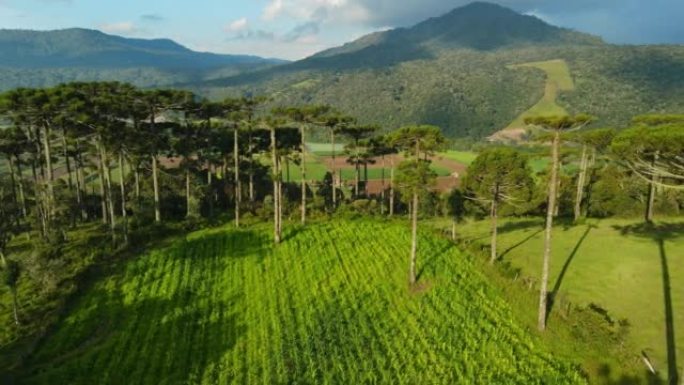 巴西圣卡塔琳娜州一个有山和田的农村地区的鸟瞰图