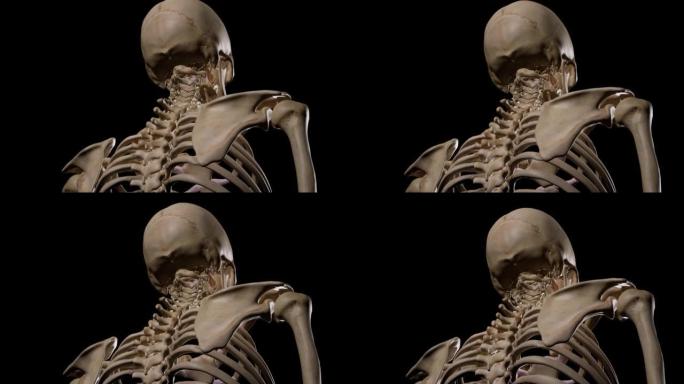 详细的人体骨骼。3d动画。